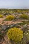 Landscape With Ulex Densus Shrubs Stock Photo