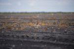 Cotton Field In Oakey Stock Photo