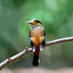 Female Silver-breasted Broadbill Stock Photo