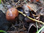 Collection And Preparation Of Autumn Edible Mushrooms Stock Photo