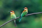 Chestnut Headed Bee Eater Stock Photo