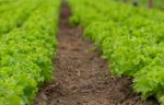 Plantation Of Lettuce In A Greenhouse In The Organic Garden Stock Photo