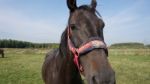 Horse In The Country Side Of Russia Stock Photo