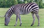 Picture With A Zebra Eating The Grass On A Field Stock Photo