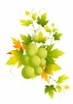 Grapes Stock Photo