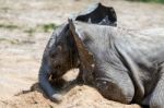 African Elephant (loxodonta) Stock Photo