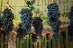 Ripe Grapes Hanging On Tree Display In Food Festival Stock Photo