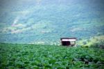 Cottage Garden Cabbage Grown On The Mountain Stock Photo