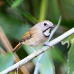 White-gorgeted Flycatcher Stock Photo