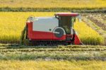 Combine Harvester In A Rice Field During Harvest Time Stock Photo