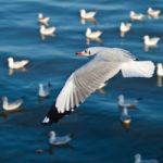 Seagulls Flying Over The Sea Stock Photo