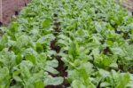 Green Chard Plantation In The Organic Garden Stock Photo