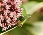 Image Of A Honeybee Flying Near Flowers In Forest Stock Photo