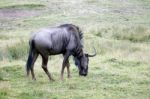 Blue Wildebeest Or Brindled Gnu (c. Taurinus) Stock Photo