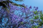 Blue Jacaranda (jacaranda Mimosifolia) Flowering In Malaga Stock Photo