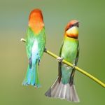 Chestnut-headed Bee-eater Stock Photo