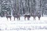 Spotted Deer In The Winter Forest Stock Photo