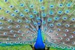 Peacock Spread Feathers Stock Photo