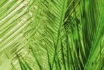 Green Background Made Of Pattern With Palm Tree Leaves Stock Photo