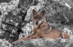 The Iberian Wolf Stock Photo