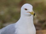 Image Of A Gull Looking For Food On A Shore Stock Photo