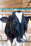 Milch Cows During Milking In Farm Stock Photo