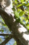 Green Iguana Stock Photo