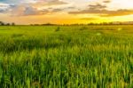 Landscape Of Cornfield And Green Field With Sunset On The Farm Stock Photo