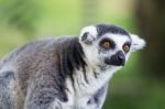 Ring Tailed Lemur Stock Photo