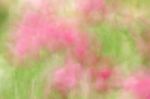 Blurred Pink Floral Field Background. Blurred Nature Background Stock Photo