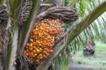 Palm Fruit On The Tree Stock Photo