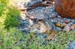 Wild Land Iguana On Santa Fe Island In Galapagos Stock Photo