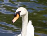 The Funny Mute Swan Stock Photo