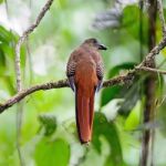 Female Orange-breasted Trogon Stock Photo