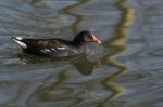 Common Moorhen (gallinula Chloropus) Stock Photo