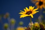 California Sunflower Stock Photo