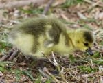 Beautiful Isolated Photo With A Chick Of The Canada Geese Stock Photo