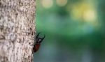 Rhinoceros Beetle Stock Photo