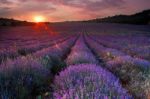 Lavender  Stock Photo