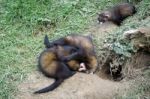 European Polecat (mustela Putorius) Stock Photo