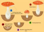 Fungi Life Cycle Stock Photo