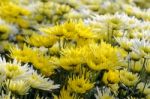 Chrysanthemum Morifolium Flowers Garden Stock Photo