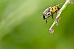 Hoverfly Stock Photo