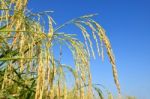 Paddy Rice Stock Photo