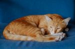 Cat Lying On The Cushion Stock Photo