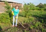 Young Woman Weeding Potato Sprouts Using Hoes Stock Photo