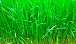 Green Fresh Young Wheat Close Up Stock Photo