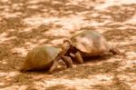 Giant Turtle In Galapagos Stock Photo