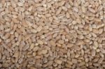 Organic Barley Grains Stock Photo