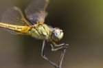 Red-veined Darter Dragonfly Stock Photo